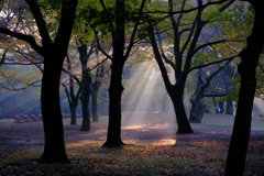 紅葉に陽光