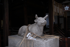 京都ゑびす神社　神牛