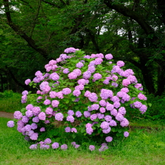 見事な紫陽花