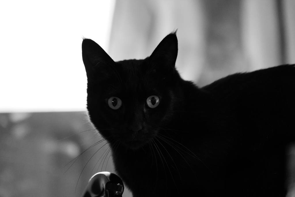 黒猫白黒