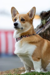 忠犬