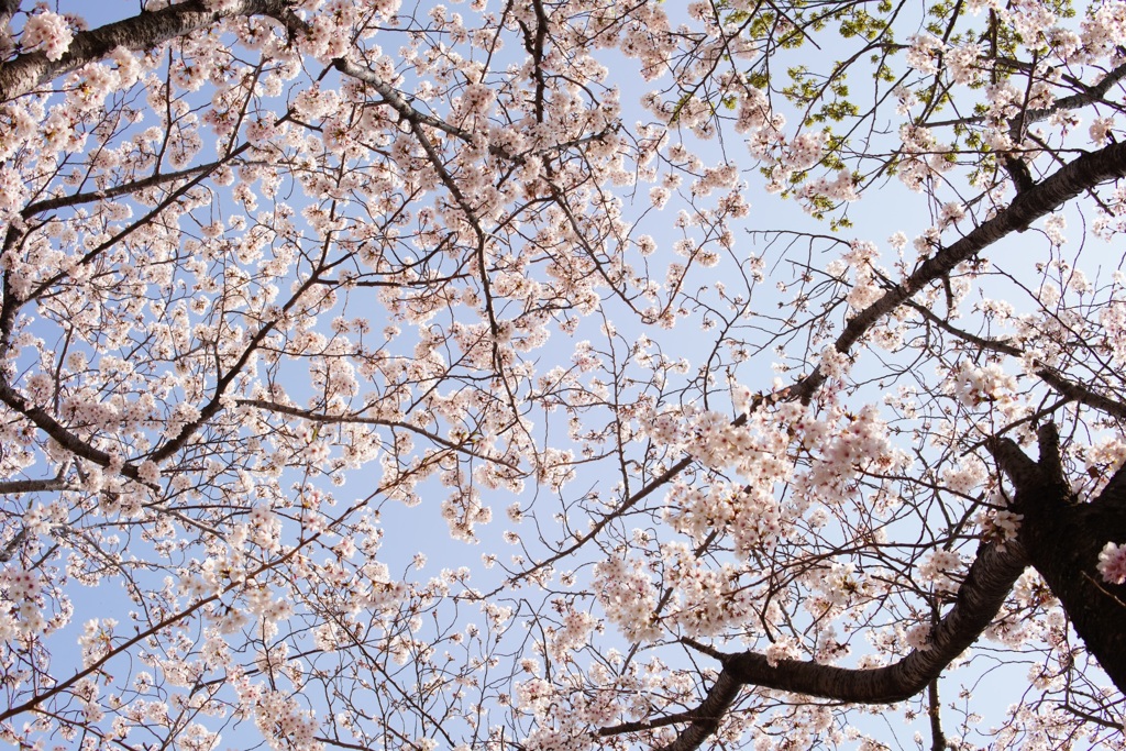 ふと見上げた空と桜
