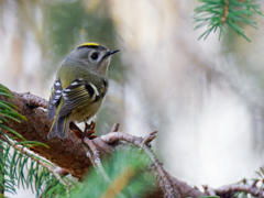 ドイツトウヒに来た菊ちゃん③