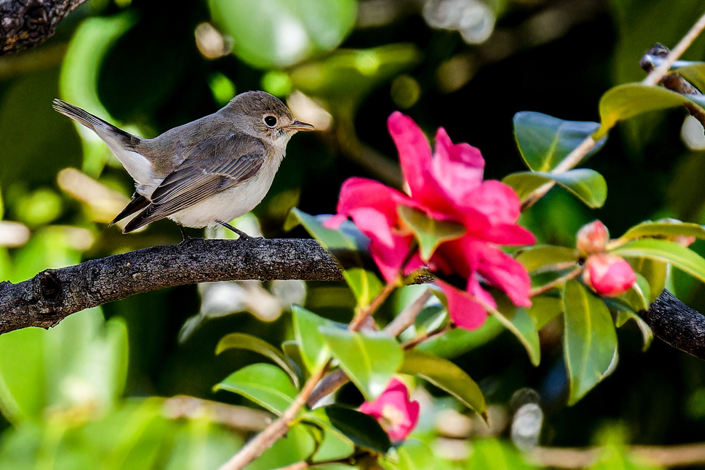 山茶花にニシオジロビタキ④