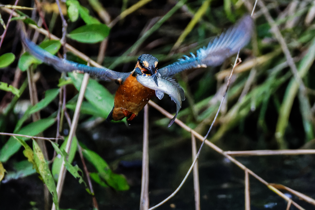 カワセミの捕獲①