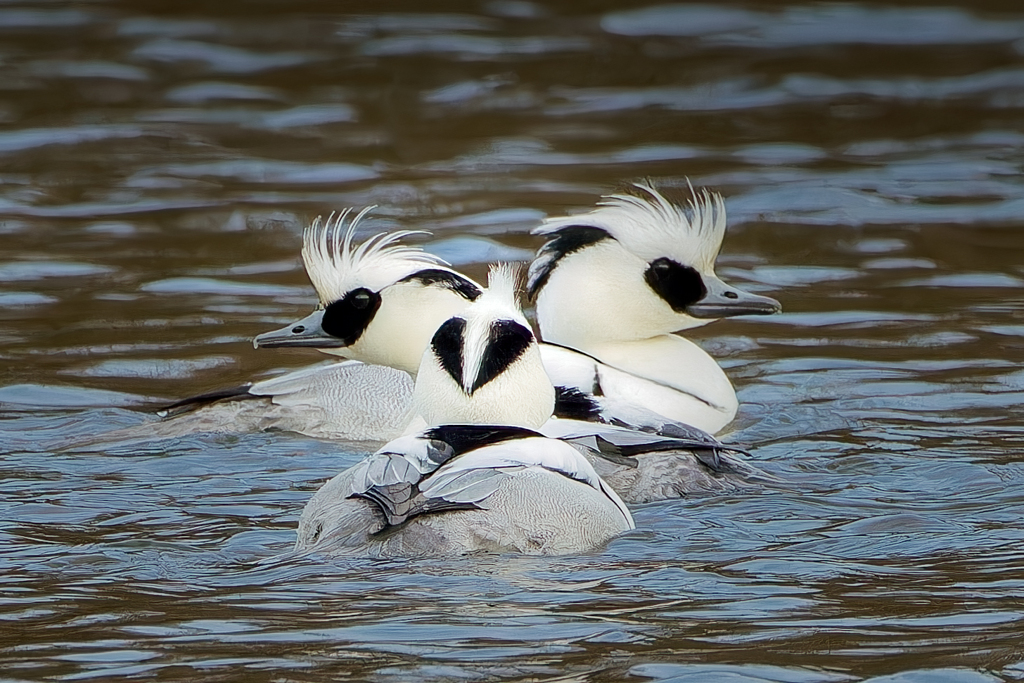 ミコアイサの三つ巴