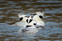 ミコアイサの三つ巴