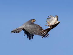 ハイタカバトル⑤