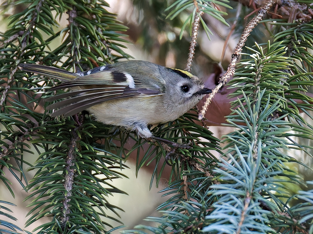 キクイタダキ⑤