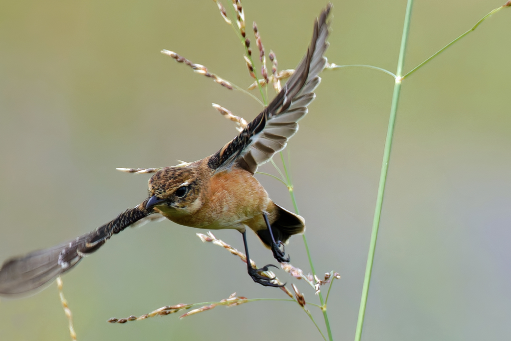 ノビタキの飛び出し⑦