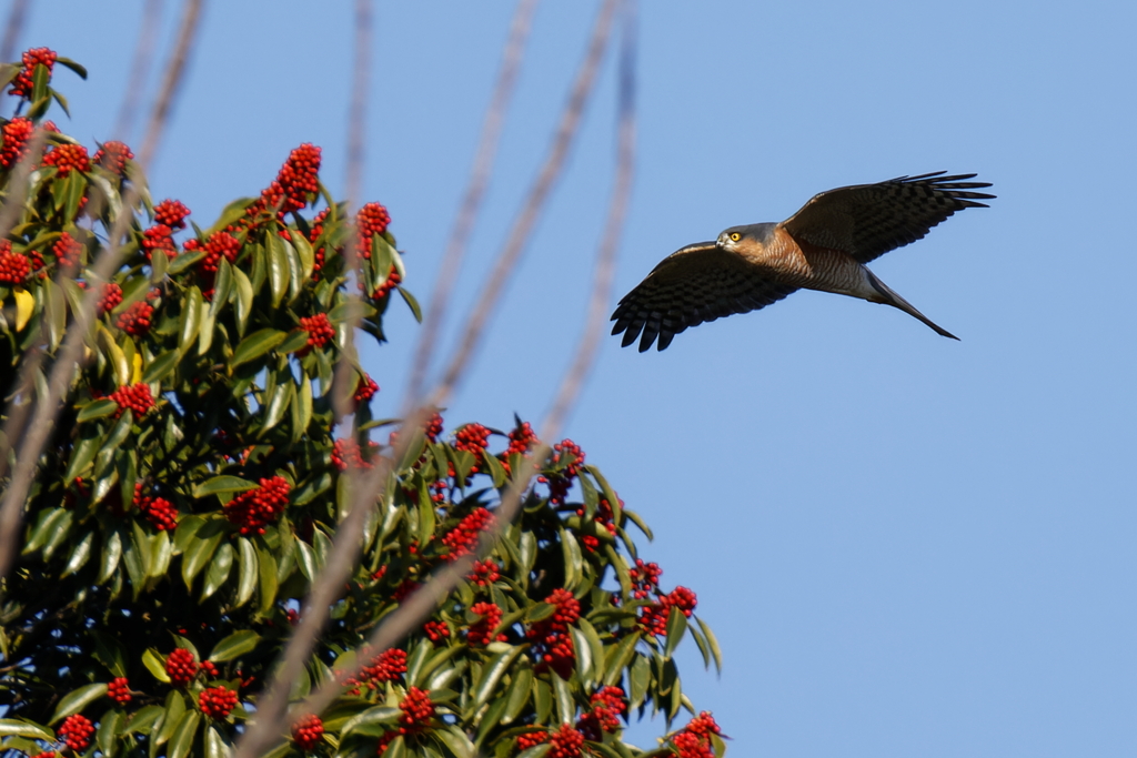 赤い実とハイタカ