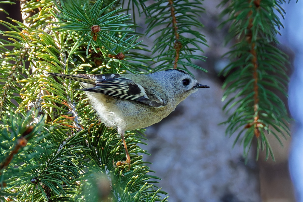 ドイツトウヒにキクイタダキ②