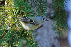 ドイツトウヒにキクイタダキ②