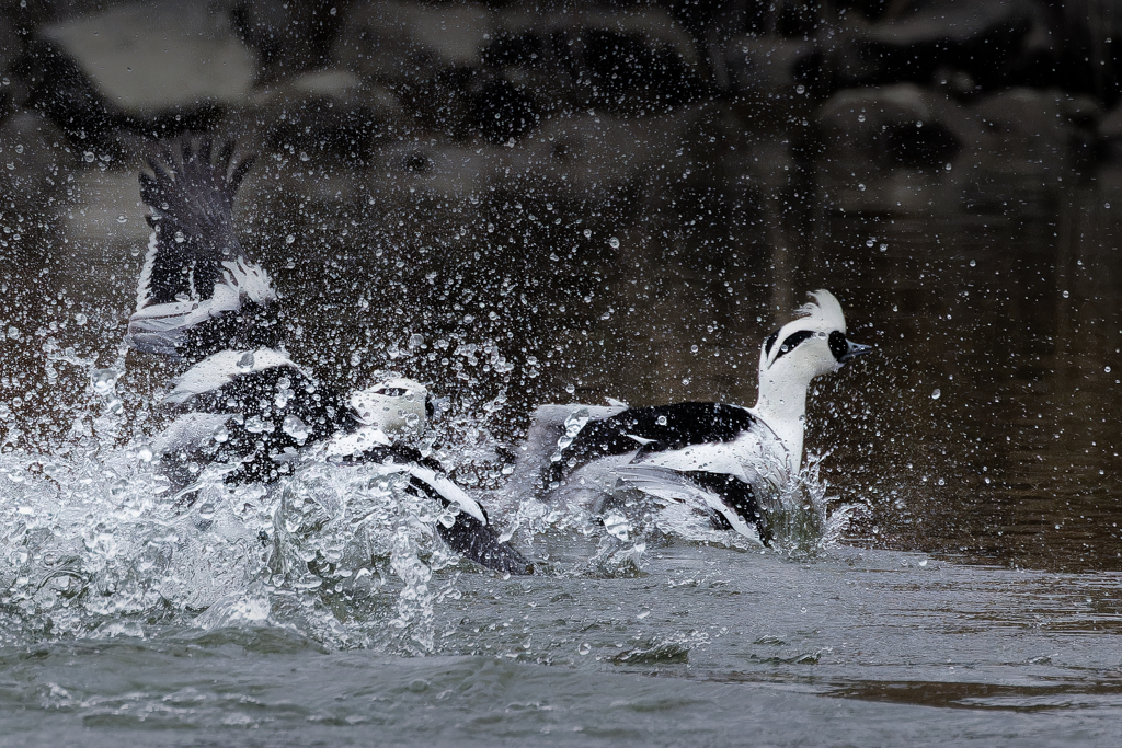威嚇するミコアイサ④