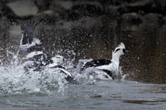 威嚇するミコアイサ④