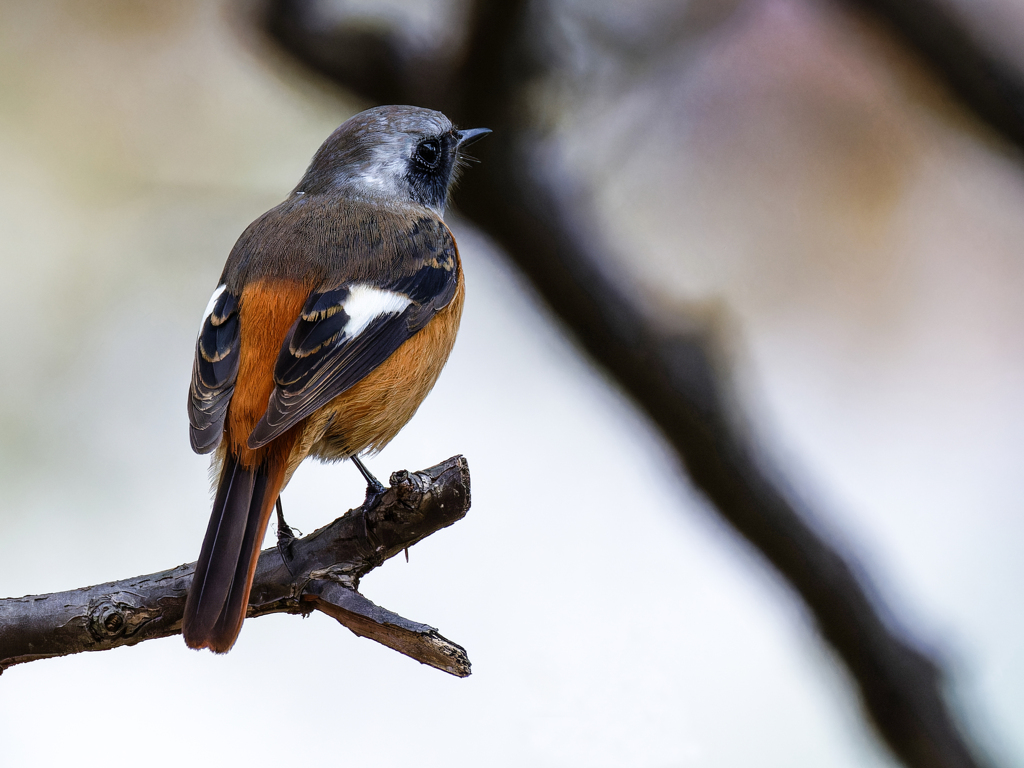 ジョウビタキ♂
