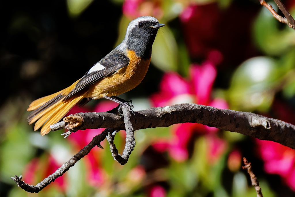 山茶花にジョウビタキ♂②