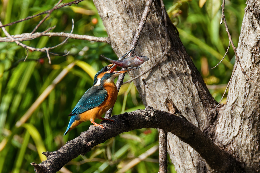 カワセミの捕獲⑤
