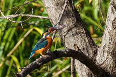 カワセミの捕獲⑤