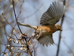 ベニマシコ♀の飛び出し