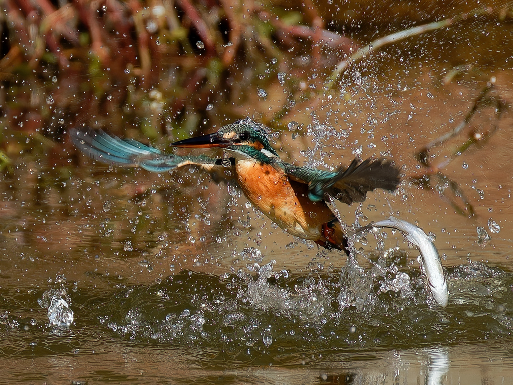 魚捕りに失敗したカワセミ②