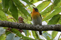 カラス山椒にムギマキ②