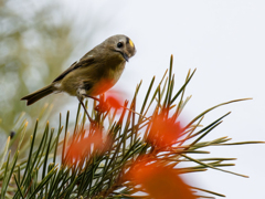 松の木に菊ちゃん