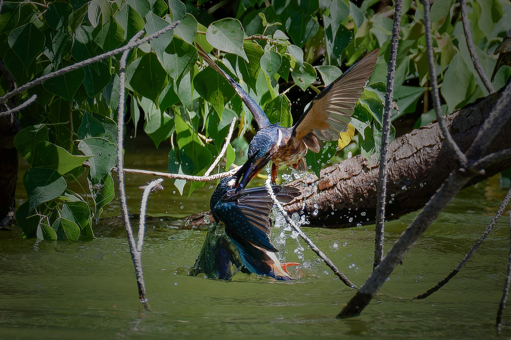 カワセミの水上戦