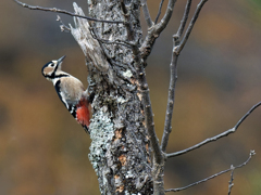 アカゲラ♀