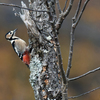 アカゲラ♀