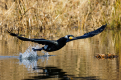 カワウの離水