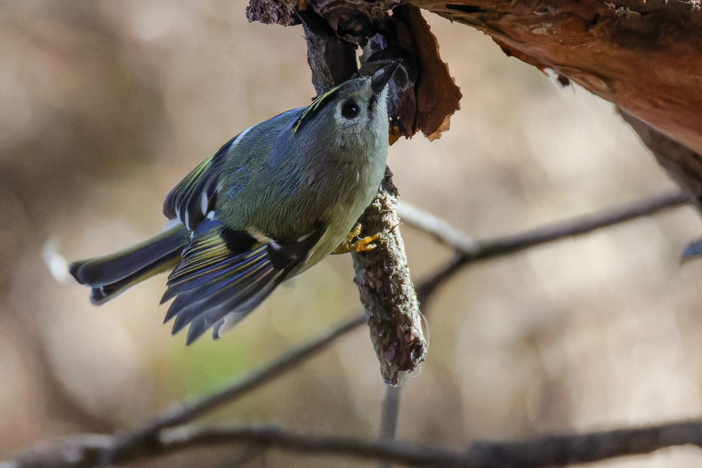 キクイタダキ③