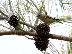 松ぼっくりに乗ったキクイタダキ