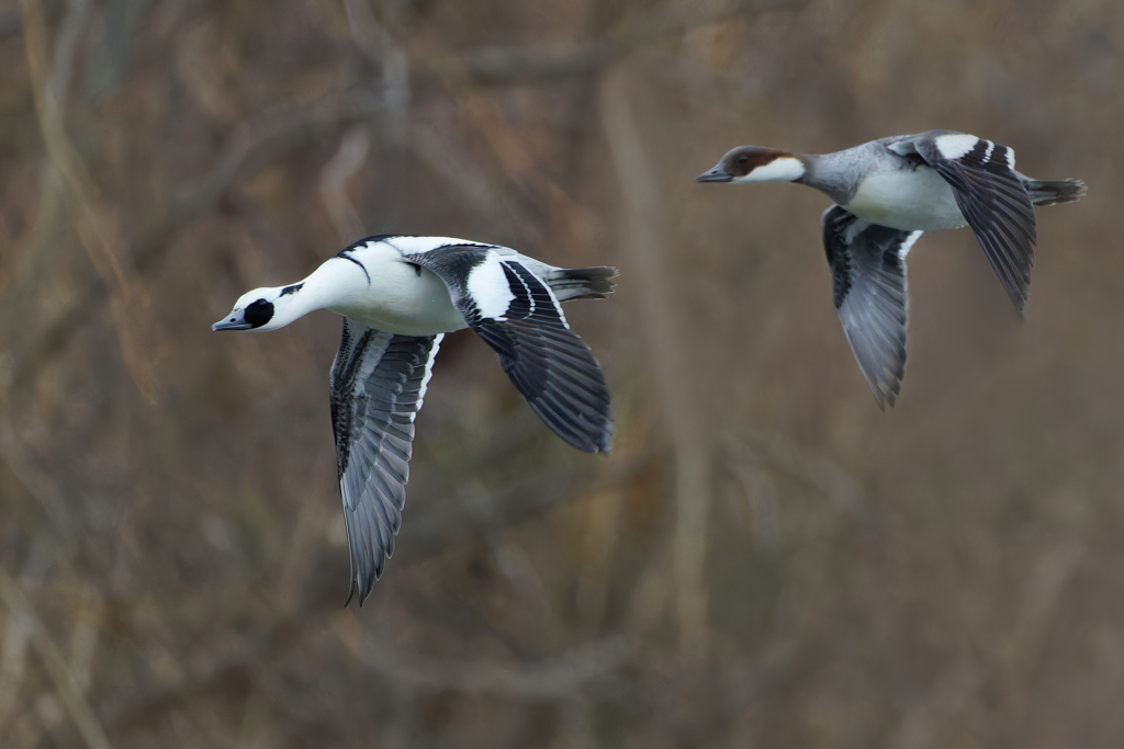 ミコアイサペアー飛行中②
