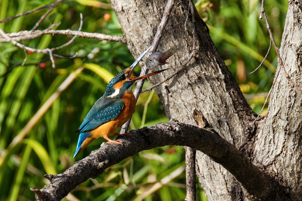 カワセミの捕獲④