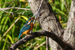 カワセミの捕獲④