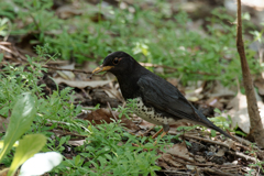 落ち葉をめくる黒ツグミ