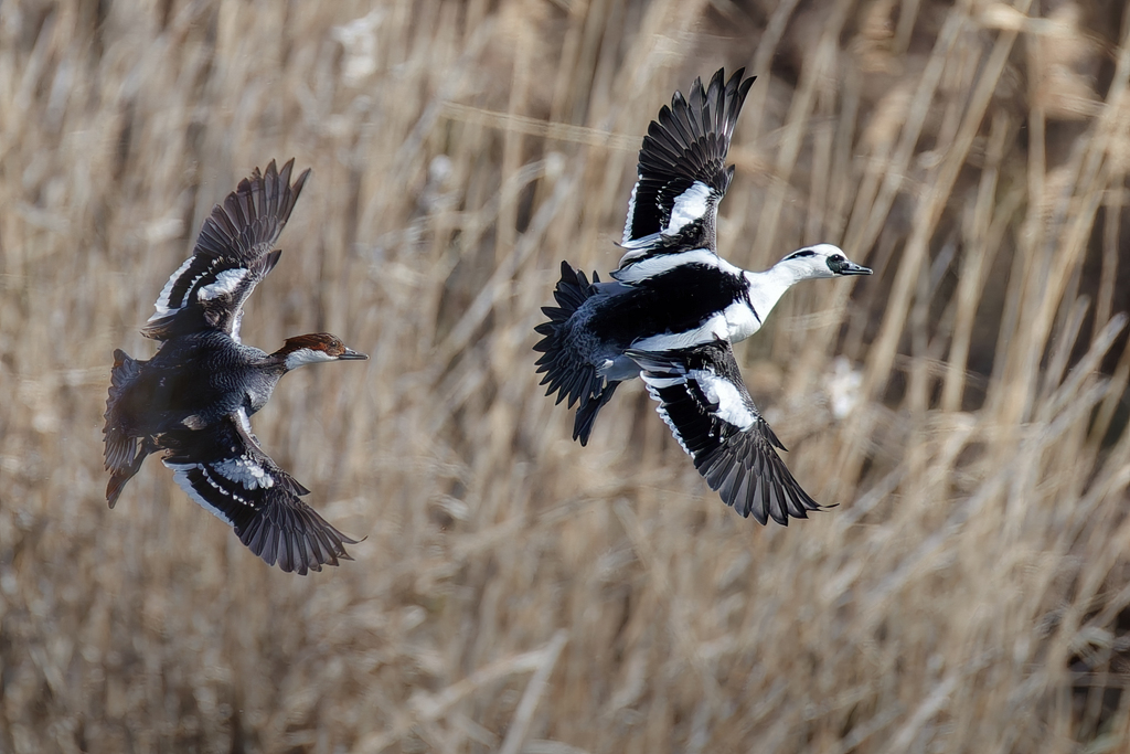 飛翔姿もシンクロ①