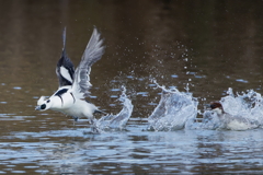 ミコアイサの飛び出し