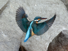 カワセミの飛着き