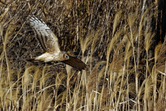 ハイチュウ♀飛行中②