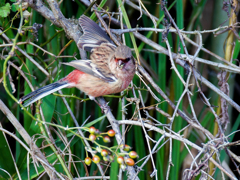 野茨の実を食べに来たベニマシコ