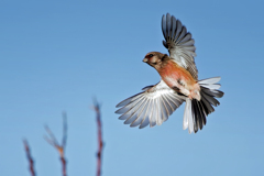 ベニマシコ♂の飛着き