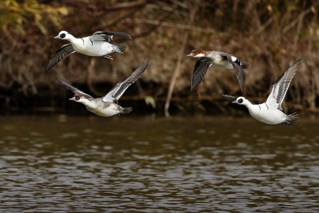 パンダカモ飛翔中