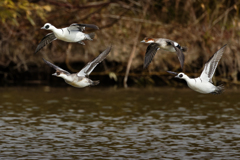 パンダカモ飛翔中