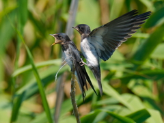 若鳥なのに、、、