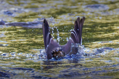 エゾビタキの水浴び②