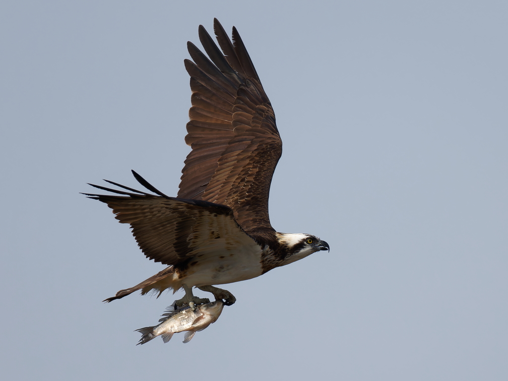 鮒を捕ったミサゴ②