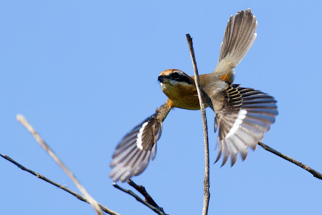 モズの飛び出し