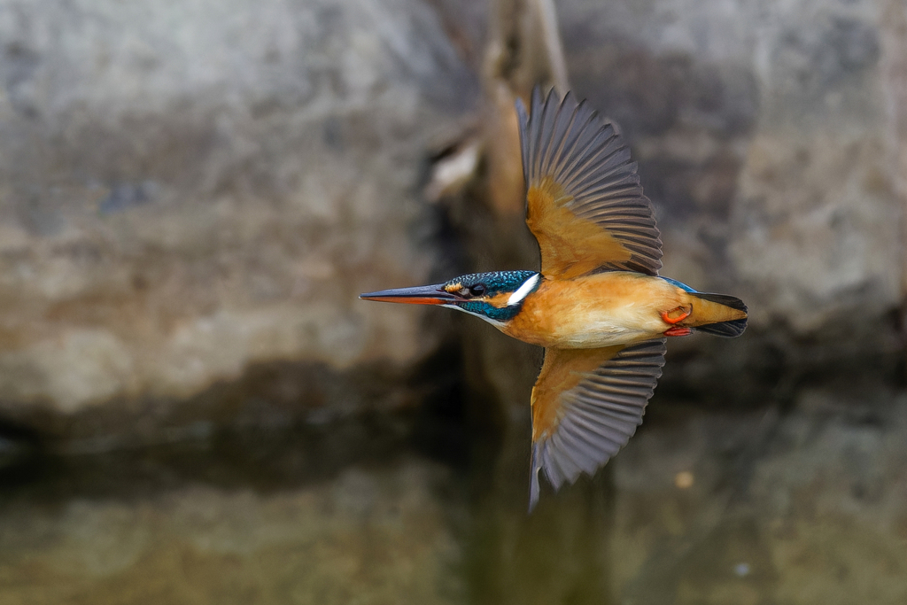 カワセミ♀の飛翔姿